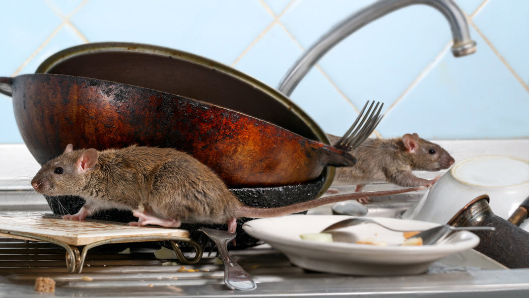 Smart pest prevention systems: Revolution or Overhyped Reality?