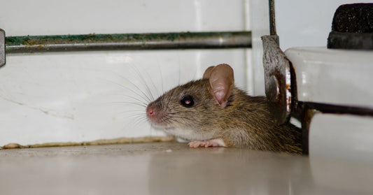 Non-Toxic Mouse Repellent Home Remedy Guide: Natural Solutions for a Pest-Free Home