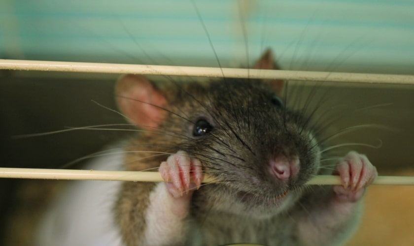 Modern Pest Devices for Hosts: Revolutionizing Pest Control