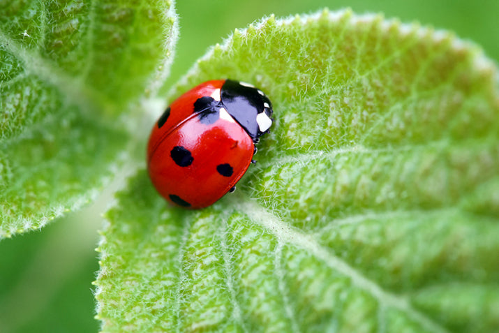 What Plants Repel Spiders? Top Plants To Keep Them Away