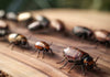 How to Repel Roaches: Top Tips and Tricks for Success?