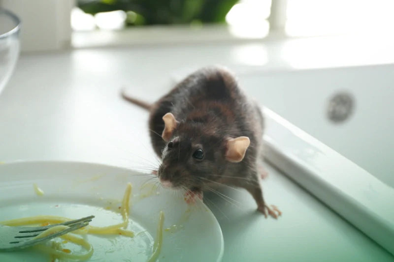 High-Tech Smart Mouse Trap with Alerts: Revolutionizing Rodent Control