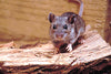 Terrific and Shocking Insights: What is Hantavirus?