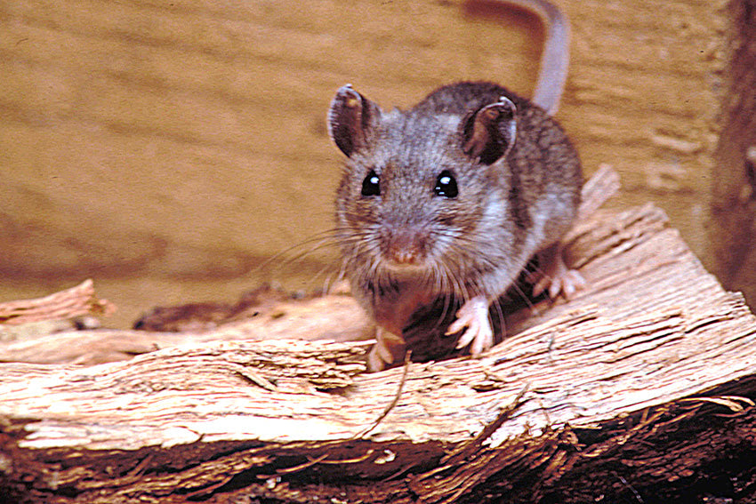 What is Hantavirus?