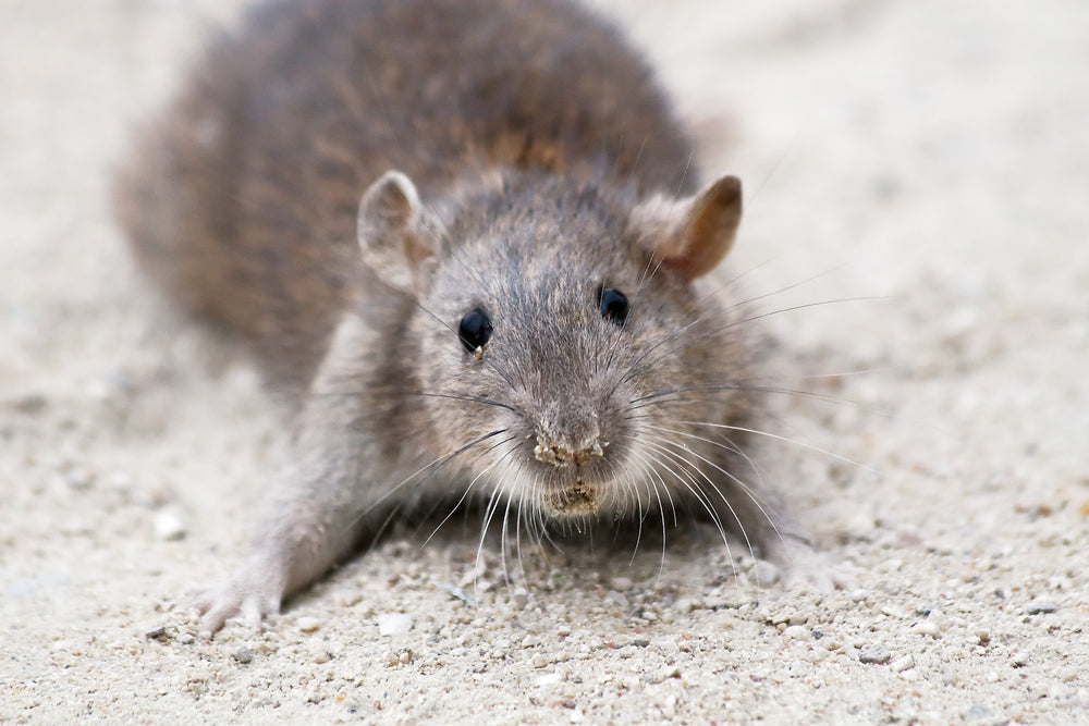 Tech Solutions for Rodent Control: Revolutionizing Pest Management