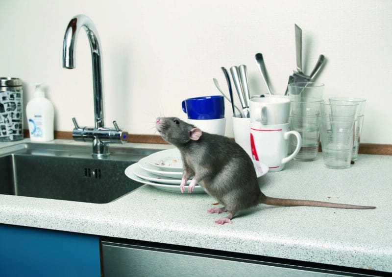 Detecting pests with AI-powered traps in modern homes