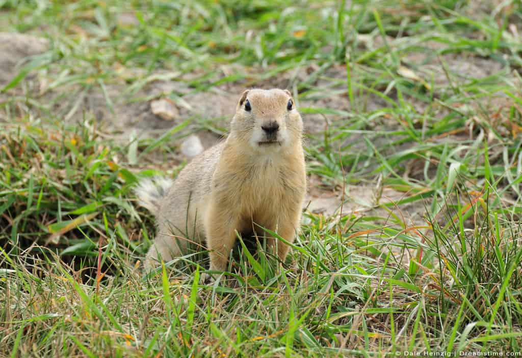 What is the Lowest Risk Gopher Control Method , Is it Effective?