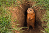 How Long Does a Gopher Live? Insights and Facts Revealed