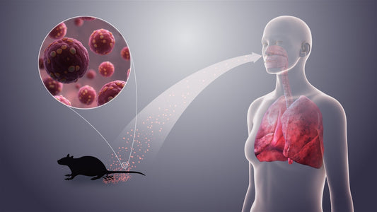 How Long Does Hantavirus Stay in the Air? Shocking Facts