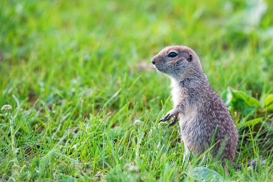 What is the Difference Between a Gopher and a Groundhog?