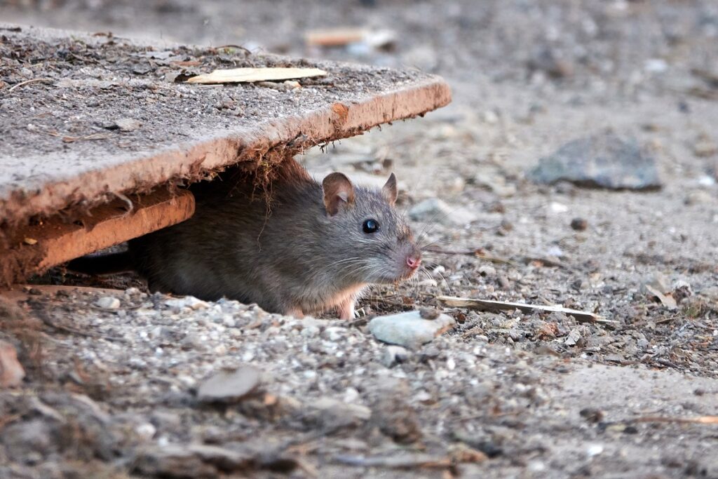 How to Get Rid of a Roof Rat Infestation Quickly?