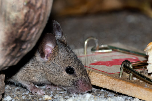 Long Term Pest Control for Landlords: Essential Tips