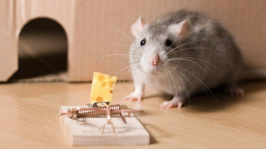 Effective Summer Pest Control Strategies: Keep Your Home Pest-Free