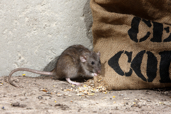 Rodent Monitoring in Distribution Centers: Boost Efficiency and Safety