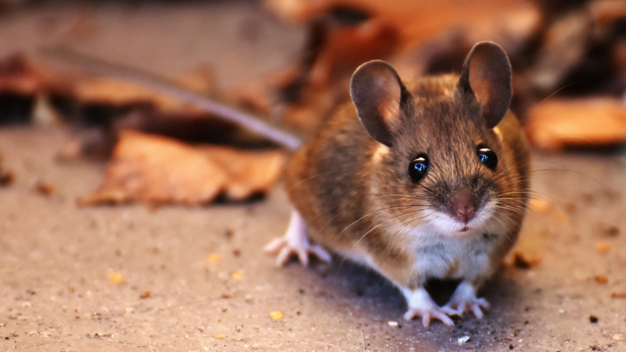Rodent-Safe Airbnb Electrical Wiring: Protect Your Property