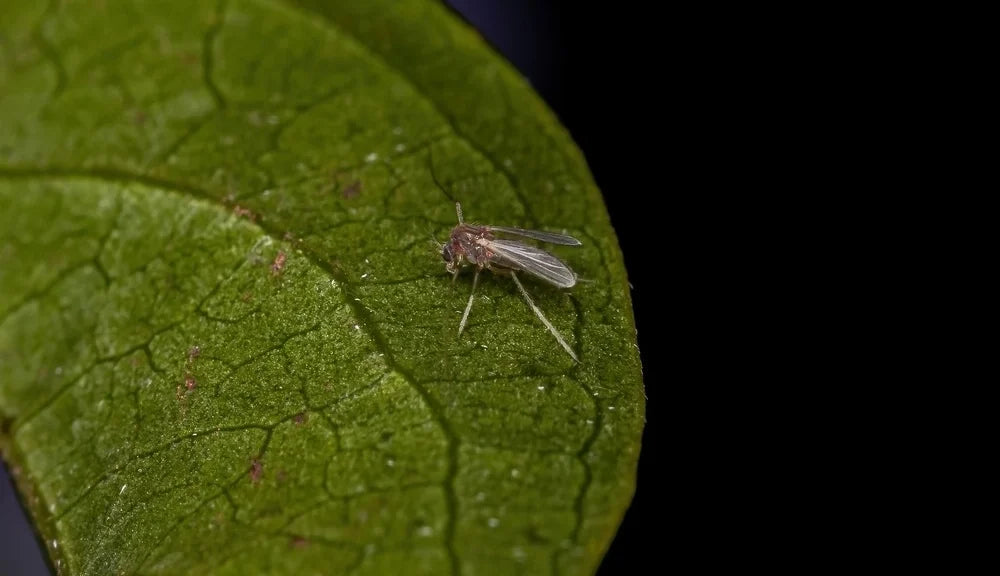 How to Repel Earwigs Effectively: Tips and Techniques?