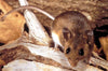 What Are the Odds of Getting Hantavirus? Essential Insights