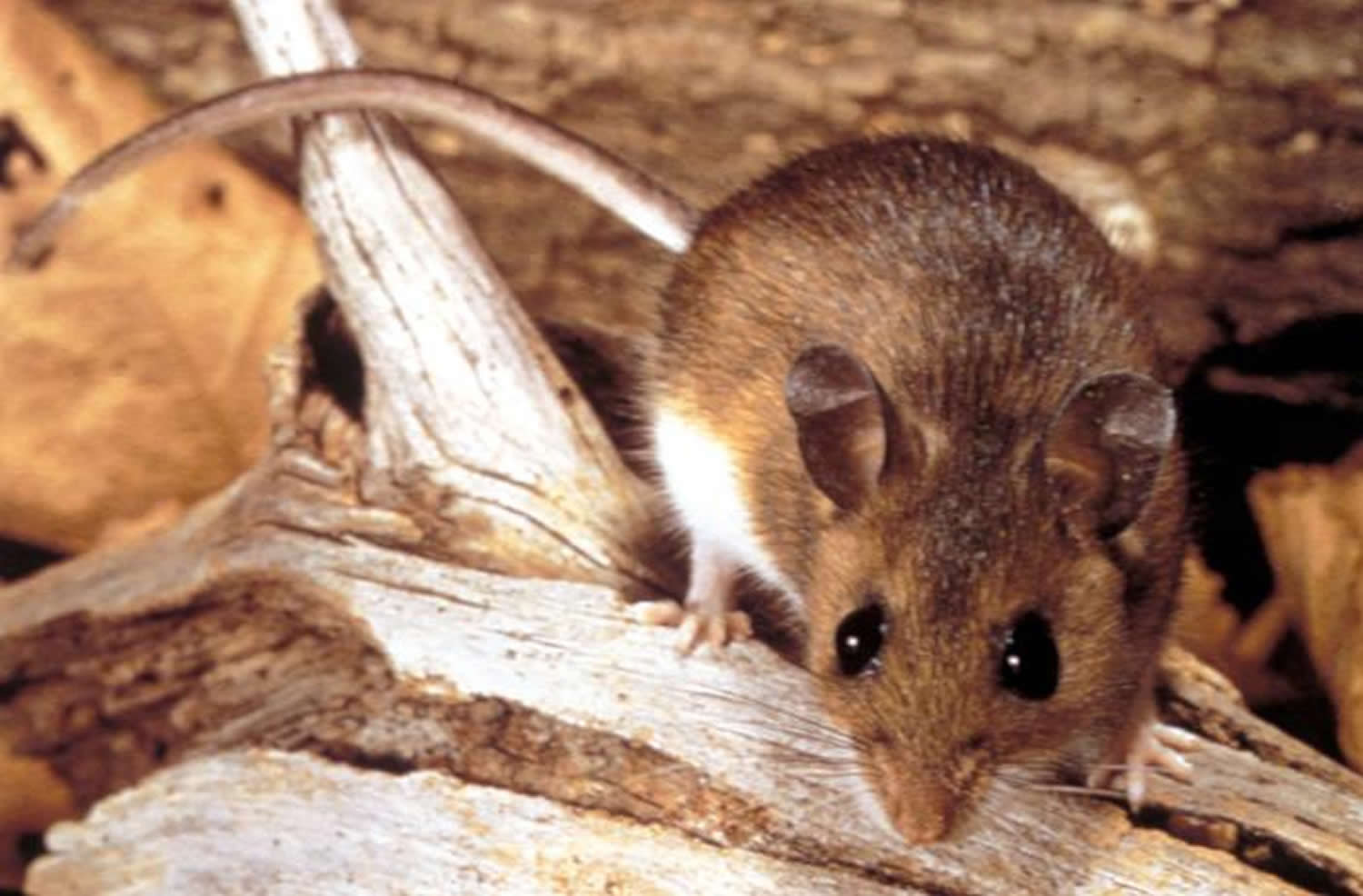What Mice Carry Hantavirus? Understanding the Risk Factors