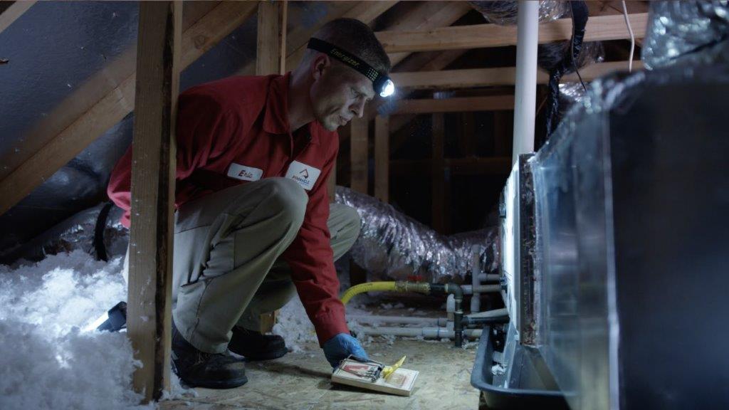 Using Traps Legally in Your Airbnb for a Pest-Free Experience