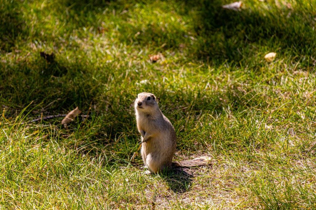 How to Catch a Gopher Without Killing It: Is It Possible?