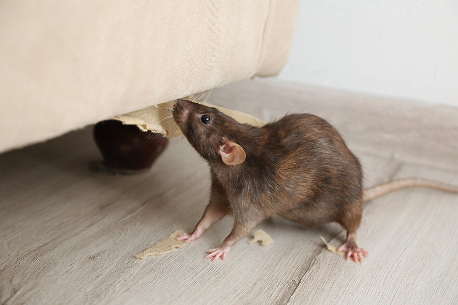 Non-Toxic Rat Control for Households: Safe Solutions