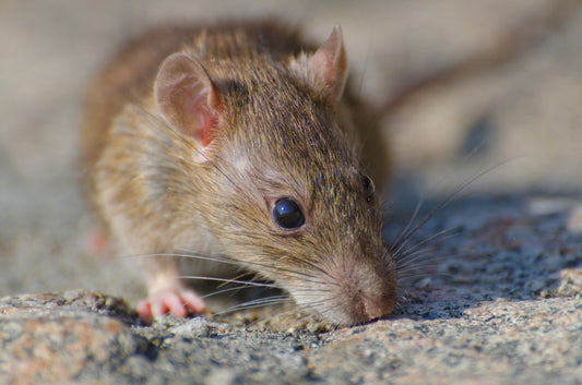 Pet-Safe Rodenticide Alternatives for Home Safety