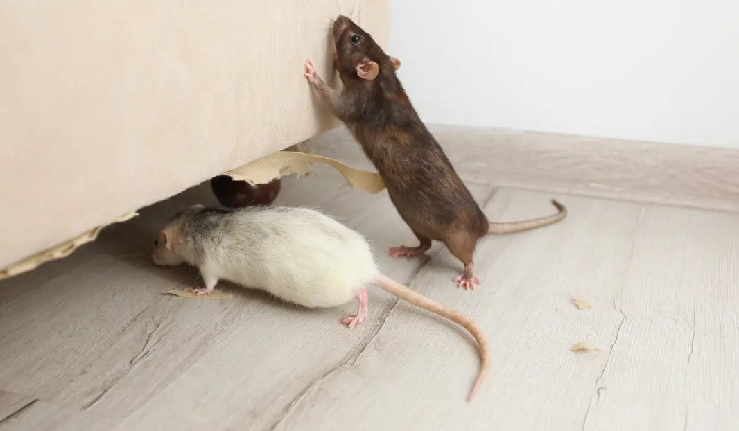 Mice-Proofing Airbnb Basements: Essential Hacks for Hosts