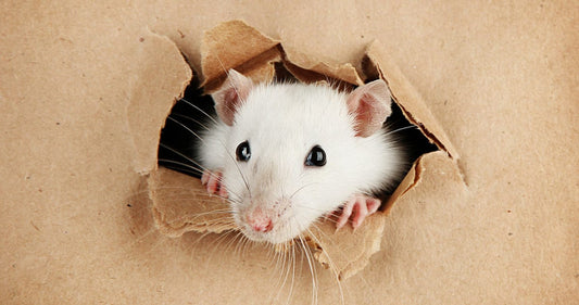Airbnb Property Management: Pest Tools for Peaceful Stays