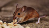 How Many Cases of Hantavirus in the US? What to Know!