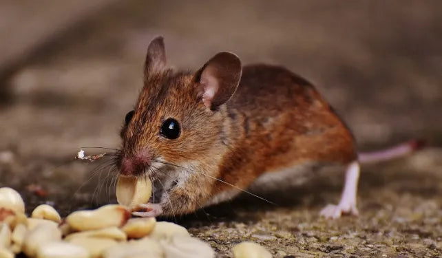 What Kind of Mask Protects Against Hantavirus? Shocking Truth Revealed!