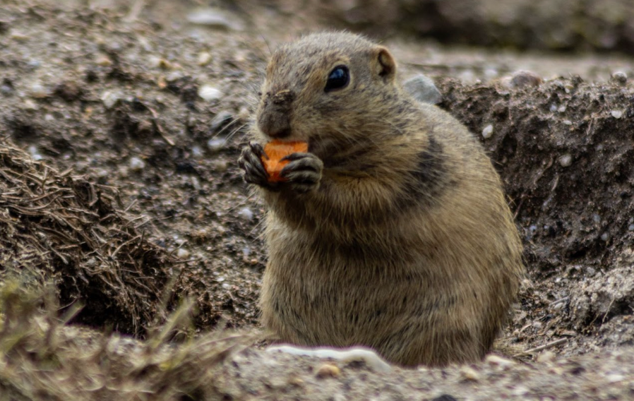 How to Tell If You Have a Mole or Gopher in Your Yard?