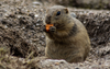 How to Get Rid of a Gopher in Your Yard Quickly?