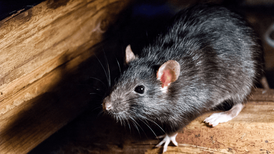 Smart Pest Data Monitoring: Revolutionizing Pest Control?