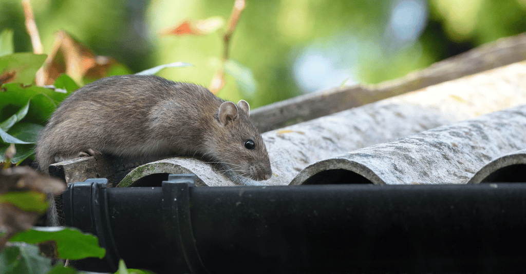 How Long are Roof Rat Droppings and What You Should Know?