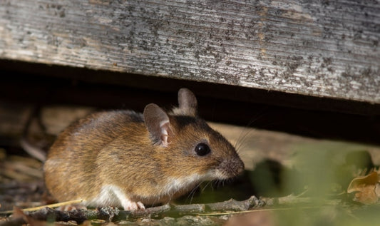 Recognizing Signs of Pest Infestation in Airbnb Rentals