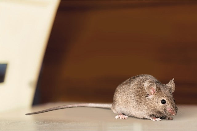 AI-Driven Mouse Management: A Game Changer for Warehouses