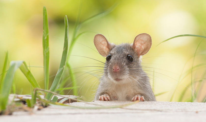 Non-toxic Rat Poison Alternatives: Safer Solutions for Your Home