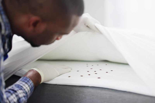 What Staff Roles Support Hotel Pest Monitoring: A Comprehensive Look