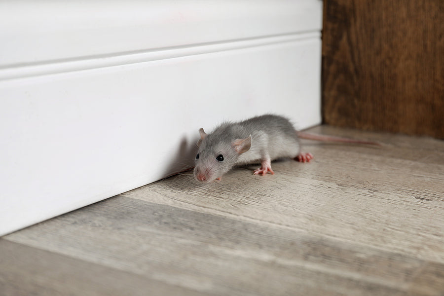 How to Stop Squirrels from Entering Your Home - Top Tips