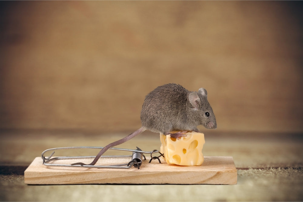 Wifi Glue Traps vs Traditional Traps: Which is the Superior Choice for Pest Control?