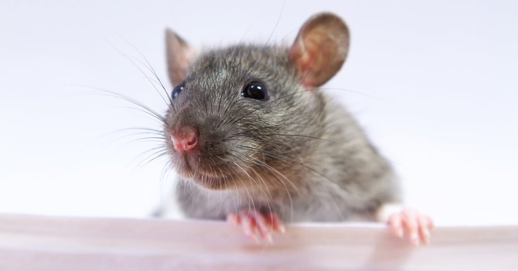 Tech-Enhanced Pest Inspections: Revolutionizing the Way We Handle Unwanted Guests