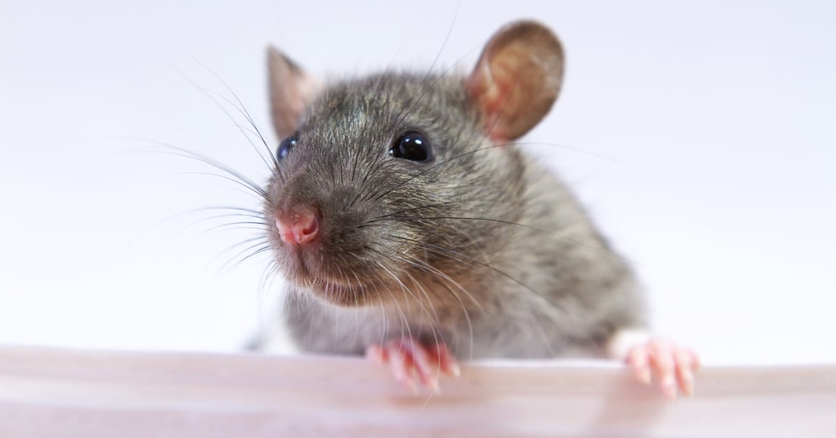 Bug Proofing Rental Windows: Effective Strategies for a Peaceful Home