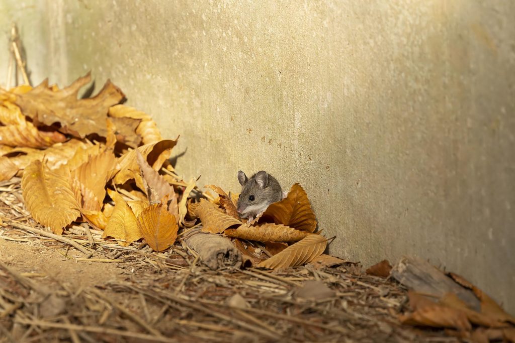 AI Rodent Protection in Food Warehouses: Steps to Safeguard