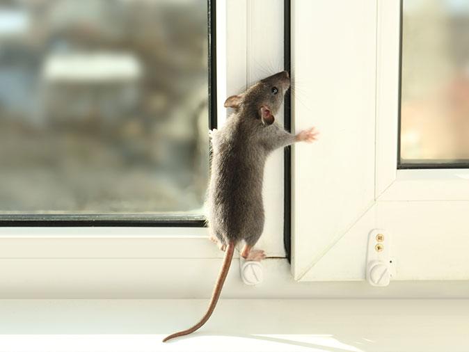 Host's Pest Prevention Toolkit: Essential Strategies Uncovered