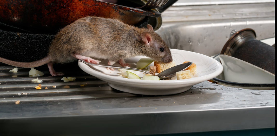 Why Homeowners Should Avoid Using Rat Poison: What to Know