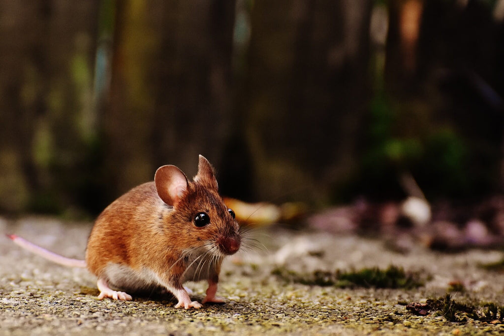 Why Do Rodents Chew and Gnaw So Much? Shocking Insights Here