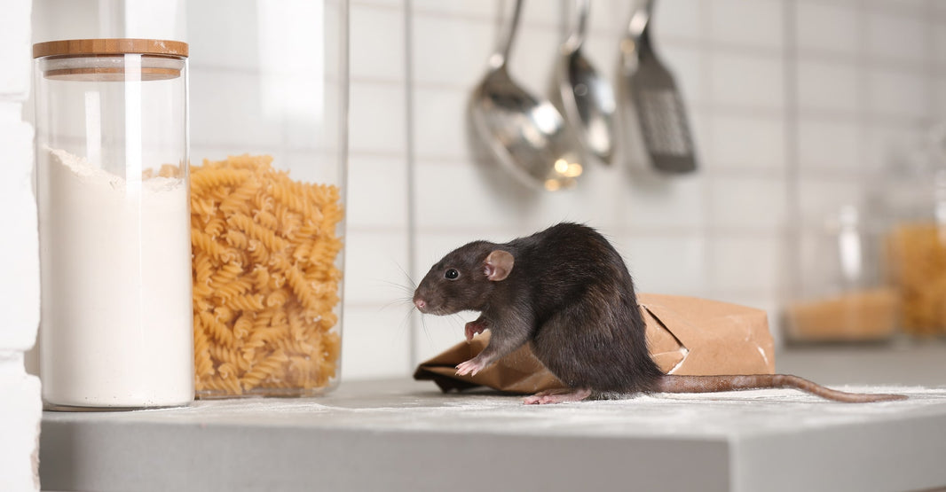 Outdoor Pest Prevention Ideas: Tips and Strategies