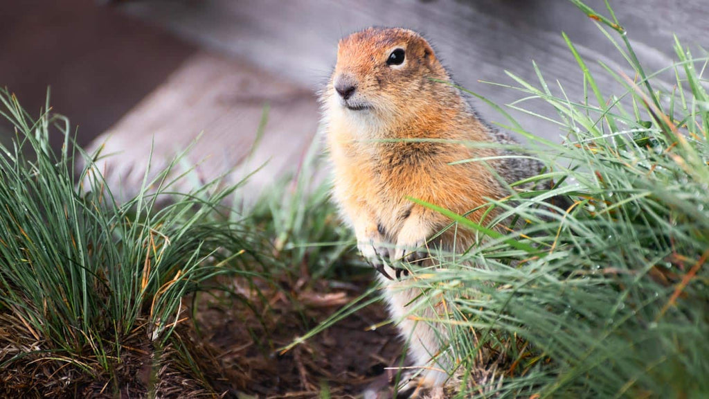 How to Get Rid of Gopher Holes: Effective Strategies and Tips