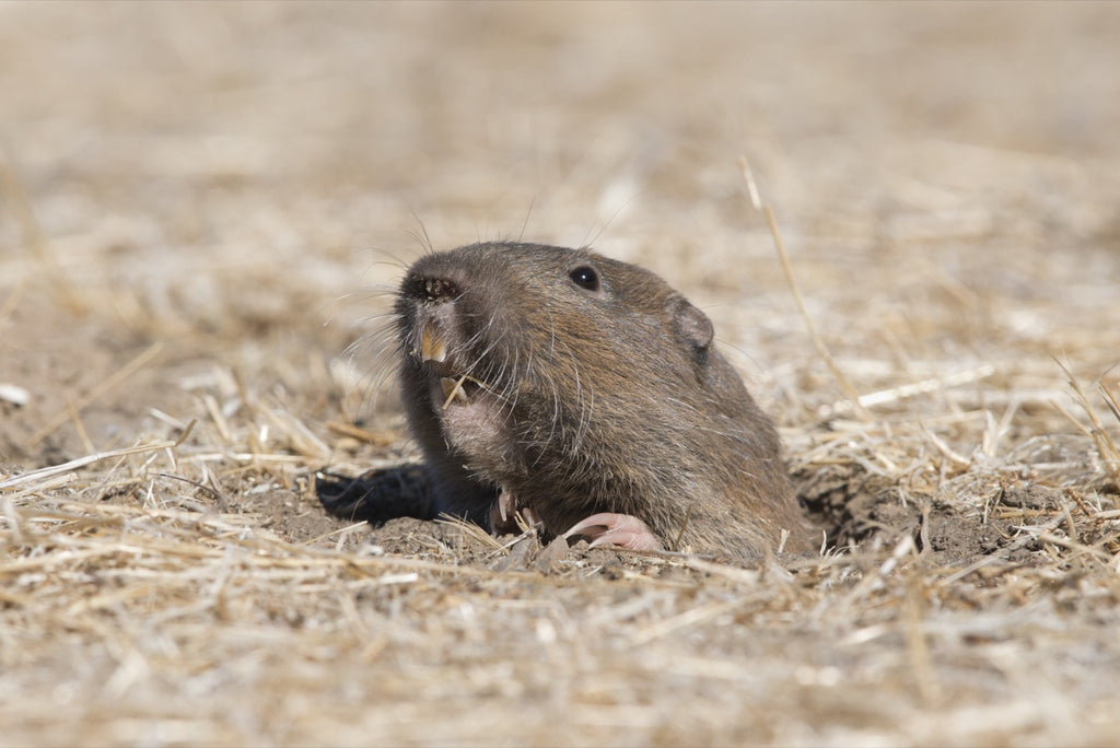 What is a Gopher? Understanding These Burrowing Creatures