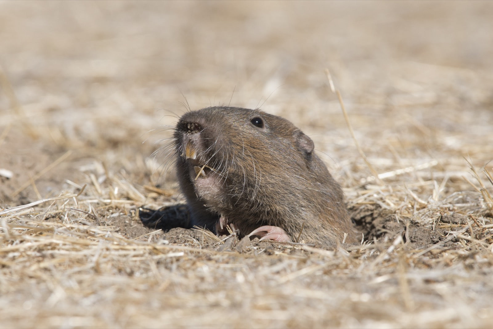 What Happens If a Gopher Bites You? An In-Depth Look – TrapX